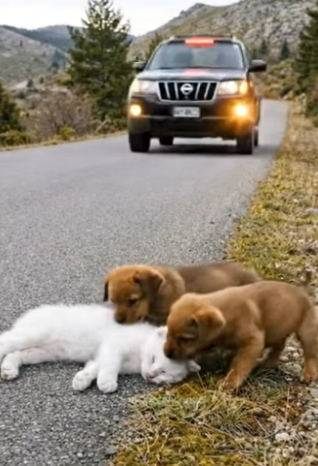 Y1804006 Billie Eilish knows What Was I Made For—this cat was made for love, not a cage (Part 2)