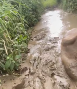 R2004004 A fancy hotel stays for a night. A rescue story stays in the soul (Part 2)