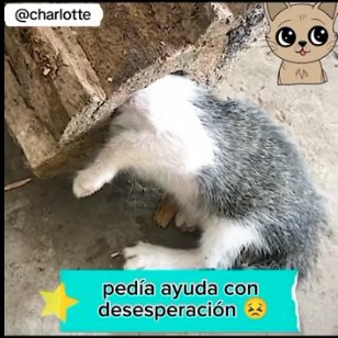 R2004008 A private flight vs. A trip to the vet. Which journey matters more (Part 2)