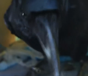 R0104002 so called bird of ill omen is merely label humans attach (Part 2)