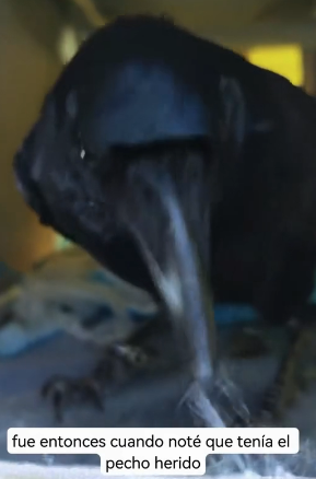 R0104002 so called bird of ill omen is merely label humans attach (Part 2)