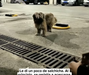 R2004011 met stray dog in an underground parking lot, after adopting (Part 2)