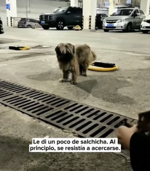 R2004011 met stray dog in an underground parking lot, after adopting (Part 2)