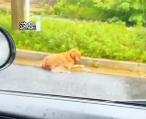 R2004012 A diamond is just a stone. A rescued heart is a masterpiece (Part 2)