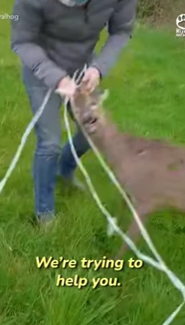 I2004002 Heroic Women Saves Deer Tangled in Electric Tape (Part 2)