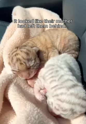 P0304003 Conor McGregor would have massive respect for this animal’s fight (Part 2)