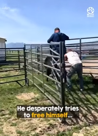 I2004001 A private flight vs. A trip to the vet. Which journey matters more (Part 2)