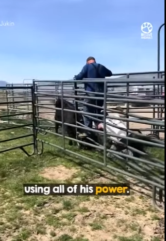 I2004001 A private flight vs. A trip to the vet. Which journey matters more (Part 2)