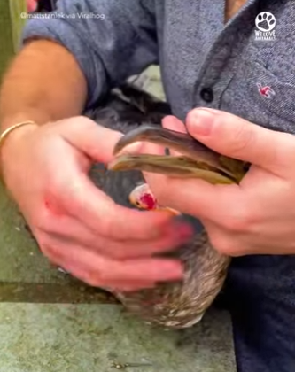 I2004003 Fashion changes. The gratitude in a rescued dog’s eyes never does (Part 2)