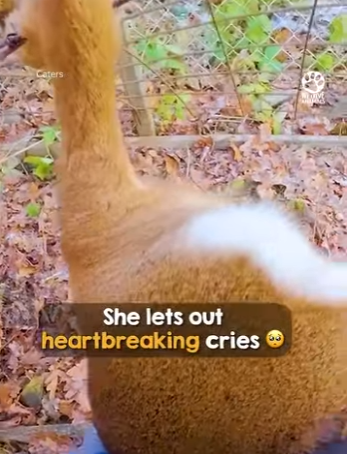 I2004004 Her panicked cries are so heartbreaking to hear (Part 2)