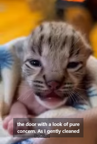 V2004012 A $1,200 smartphone is outdated in a year. A rescued life is a bond for a decade (Part 2)