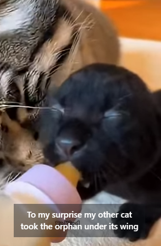 V2004006 A gold chain is just metal. A rescued dog’s loyalty is pure gold (Part 2)