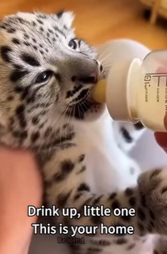 V2004007 $500 for a night out vs. $500 to save a whole litter. What’s the real vibe (Part 2)