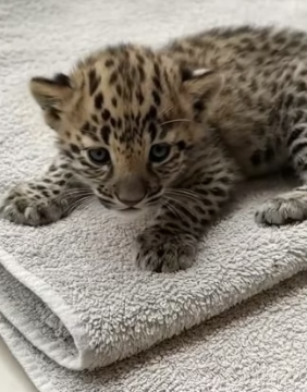 V2004002 A red carpet walk lasts minutes. A walk with a rescued friend lasts miles of joy (Part 2)