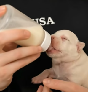 V2004001 Buying status is expensive. Earning love is priceless (Part 2)