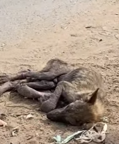 M2004012 A designer wallet holds money. A rescued soul holds your heart (Part 2)