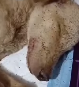 la triste realidad de muchos perritos abandonados (Part 2)