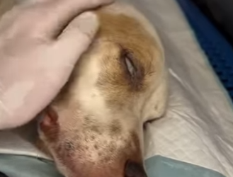 M2004003 A credit card can buy a pet, but it takes a soul to adopt a survivor (Part 2)