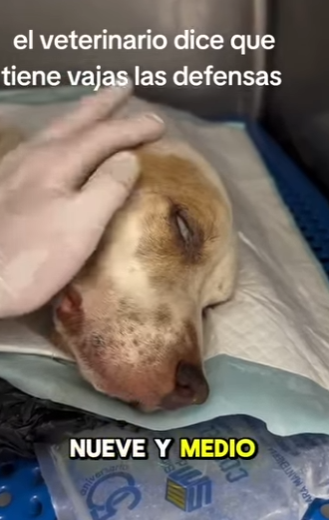 M2004003 A credit card can buy a pet, but it takes a soul to adopt a survivor (Part 2)