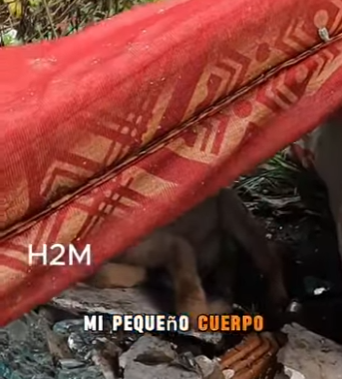 M2004001 A designer belt holds up your pants. A leash holds up a life. (Part 2)