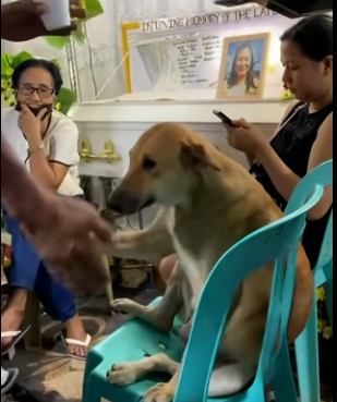 M2004009 Your car drives you to work. A rescue drives you to be a better person (Part 2)