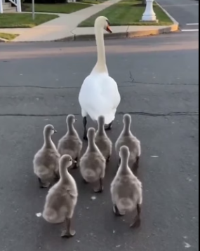 B1904006 Will Smith knows the Pursuit—this is the pursuit of a heartbeat (Part 2)