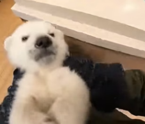 B1904004 A $10,000 streaming setup vs. This puppy’s first meal. What’s the real W, Kai Cenat (Part 2)