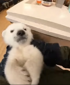 B1904004 A $10,000 streaming setup vs. This puppy’s first meal. What’s the real W, Kai Cenat (Part 2)