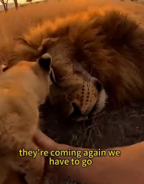 B1904001 You can’t buy love, but you can rescue it. What are you waiting for (Part 2)