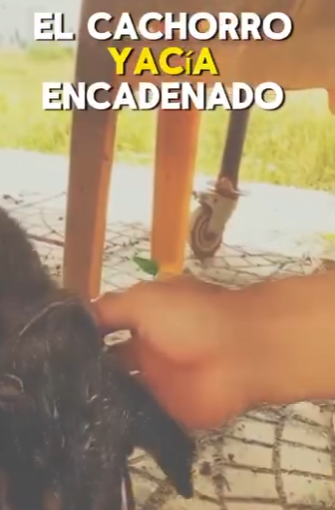 R2204006 la triste realidad de muchos perritos (Part 2)