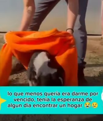 R2204008 Status symbols are temporary. A rescued friend is a lifetime commitment (Part 2)