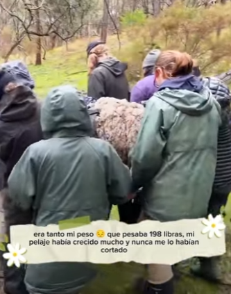 R2204004 A brand-new car drives you home. A rescue dog is your home. (Part 2)