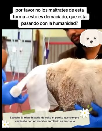 High-end makeup hides the scars. Rescue love heals the scars. (Part 2)