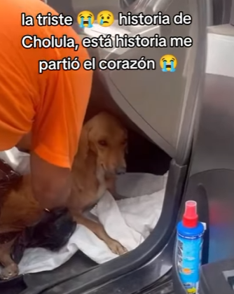 R2204009 comparto este video, porque es necesario que se haga viral quizás a… (Part 2)