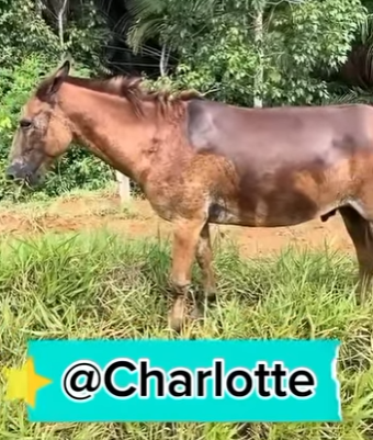 R2204010 A gold medal is won in a race. A gold heart is found in a rescue (Part 2)