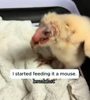 F2204003 A credit card can buy a pet. Only a soul can earn a friend (Part 2)