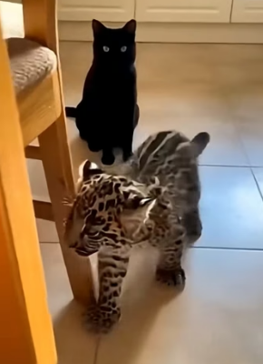 F2204007 One pair of designer boots or one year of safety for a broken soul (Part 2)