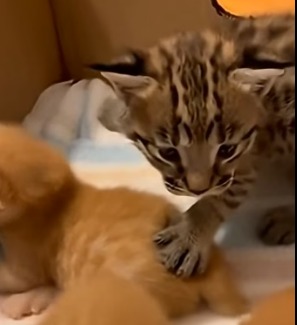 F2204008 A designer coat keeps you warm. A rescue’s hug keeps your heart warm (Part 2)