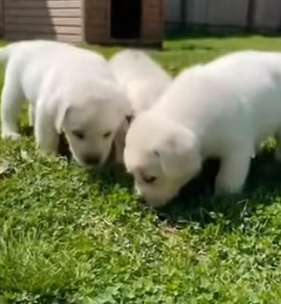 F2204011 The best things in life aren’t things. They are second chances (Part 2)