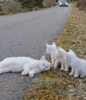 Y1804009 MrBeast builds a 100-foot statue, but building trust with a stray is a bigger feat (Part 2)