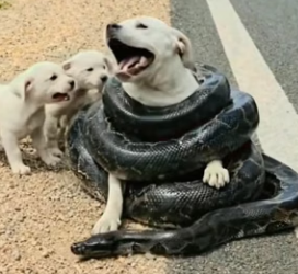 Y1804007 Kind Hearted Man Rescues Poor Mother Dog Trapped by Snake (Part 2)