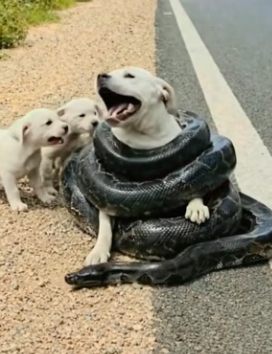 Y1804007 Kind Hearted Man Rescues Poor Mother Dog Trapped by Snake (Part 2)