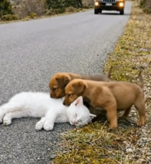 Y1804006 nBillie Eilish knows What Was I Made For—this cat was made for love, not a cage (Part 2)