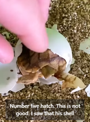 I2204010 A silk tie vs. A collar for a dog who has nothing. Which is the real accessory (Part 2)