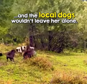 I2204005 Poor thing Such relief to see bucket come off (Part 2)