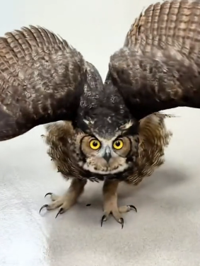 A2104007 A $300 steak vs. A month of life-saving medicine. Which is the real meal (Part 2)