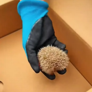 A2104002 Fashion changes every season. The bond of a rescue is timeless (Part 2)