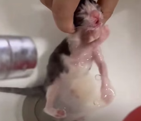 A2104004 held my breath while rescuing kitten hed stopped breathing (Part 2)