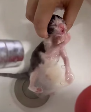 A2104004 held my breath while rescuing kitten hed stopped breathing (Part 2)