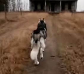 A2104001 Leopard stole kitten helpless tied cat, but huskies (Part 2)